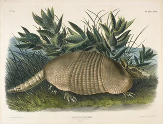 Neunbinden-Gürteltier (Dasypus Peba), 1848